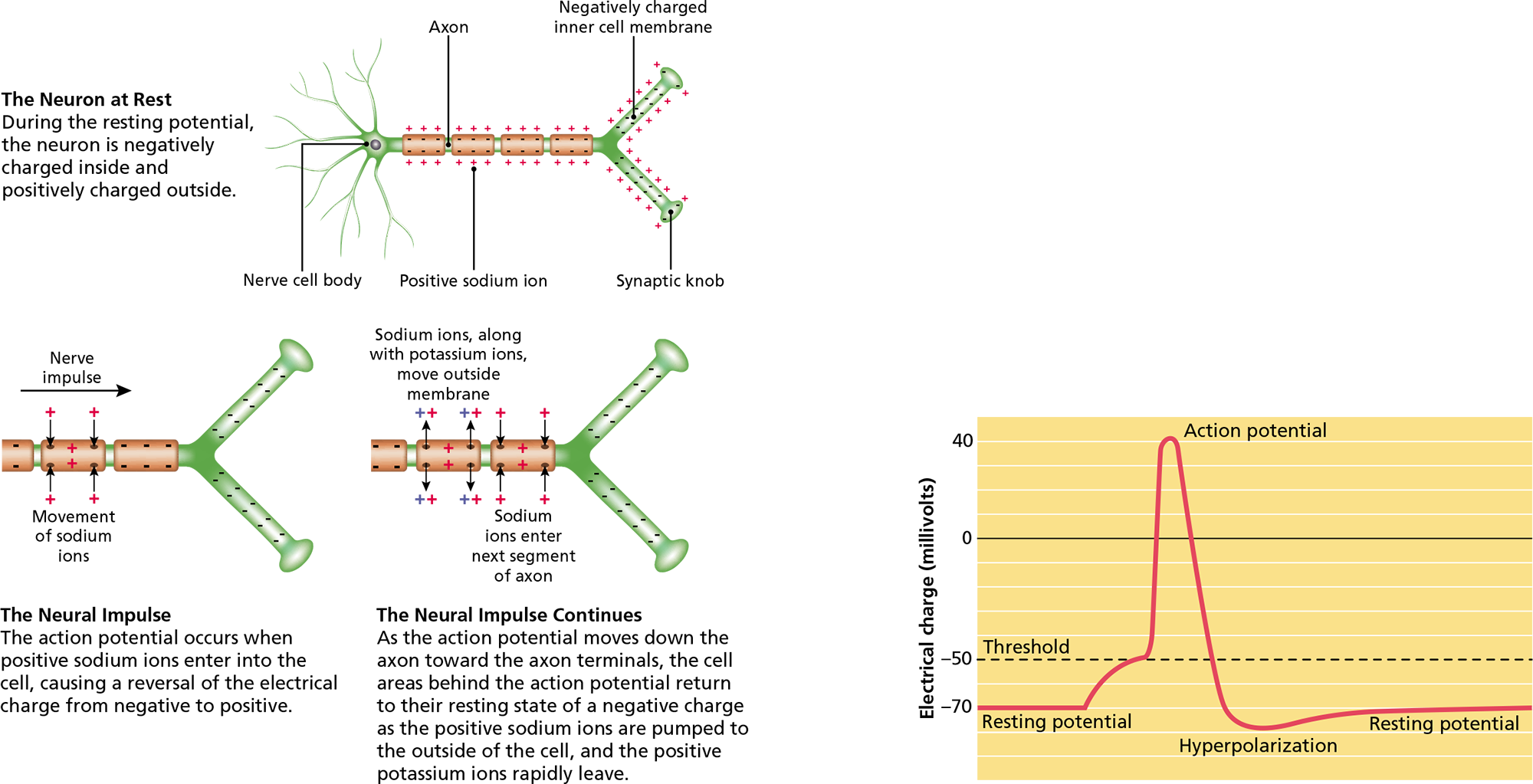 Diagrams show a neuron as it undergoes three different states: at rest, upon reception of a neural impulse, and as the neural impulse continues along the cell. A line graph shows the changes in electrical charge during these three stages.