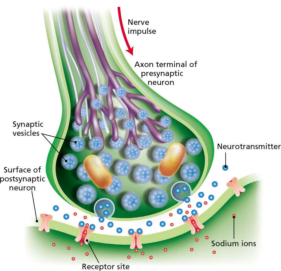 Neurotransmission