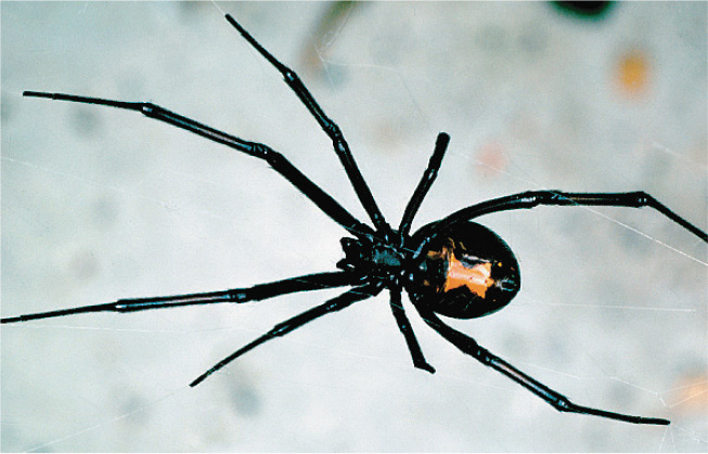 A photo of a black widow spider
