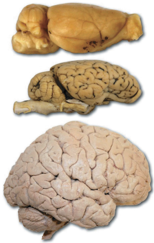 Photographs of a rat brain, a sheep brain, and a human brain. The rat brain is the smallest and is very smooth. The sheep brain is larger and has some shallow wrinkles on the surface. The human brain is the largest of the three and has extensive, deep wrinkles over the entire surface.